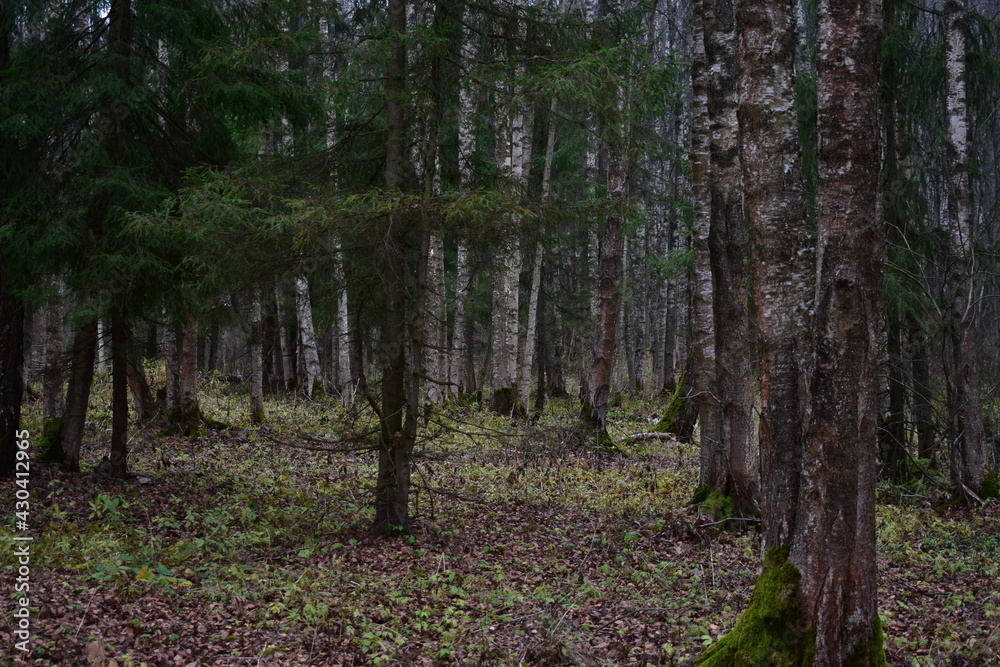 Obraz premium forest in autumn