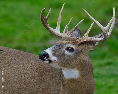 An adult buck White-tailed Deer looks around its immediate environment - Canada