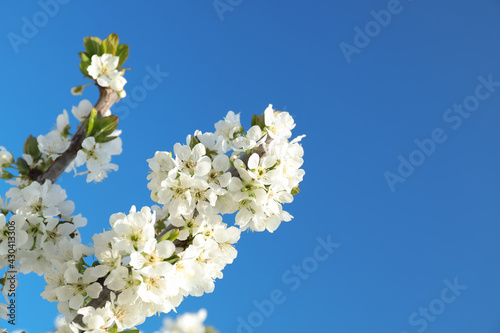 Branches with beautiful flowers against blue sky  closeup. Blossoming spring tree