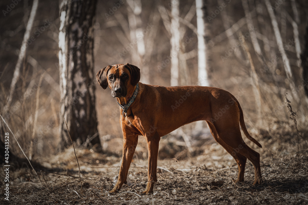 Beautiful dog rhodesian ridgeback hound outdoors on a forest background
