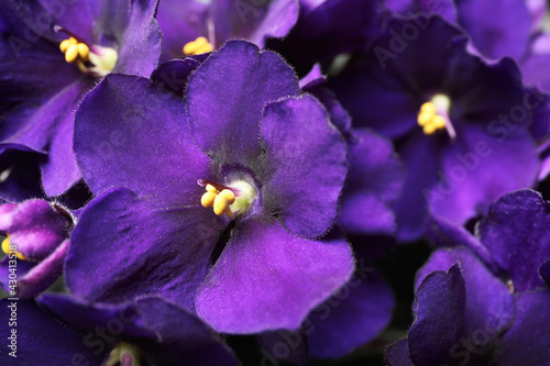 Beautiful violet flowers as background  closeup. Plant for house decor