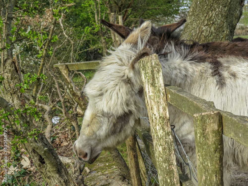 pretty donkey having a scratch on a fence post pretty donkey having a scratch on a fence post