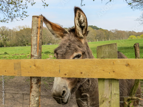 beautiful donkey looking over the top of the fence photo