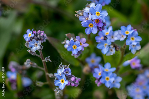 beautiful forget me nots also known as scorpion grasses