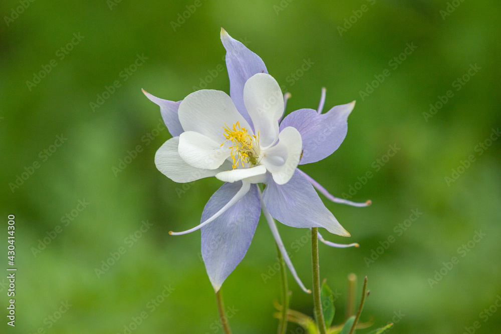 A Columbine flower stands proudly at the end of Springtime in the Colorado Rocky Mountains. A Columbine flower stands proudly at the end of Springtime in the Colorado Rocky Mountains.