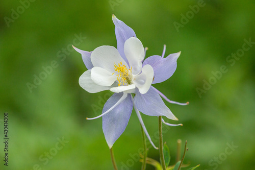 A Columbine flower stands proudly at the end of Springtime in the Colorado Rocky Mountains. 