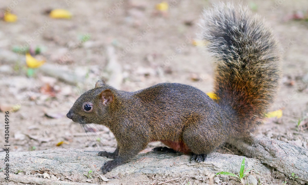 Side view of a ground squirrel sitting on a mound Side view of a ground squirrel sitting on a mound