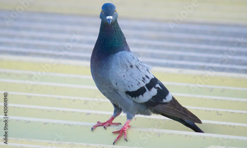 isolated pigeon on the roof