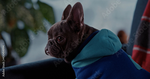 Young woman playing with dog enjoying funny happy moments taking pictures on smartphone camera. Lovely french black bulldog puppy. Home interior. © Fractal Pictures