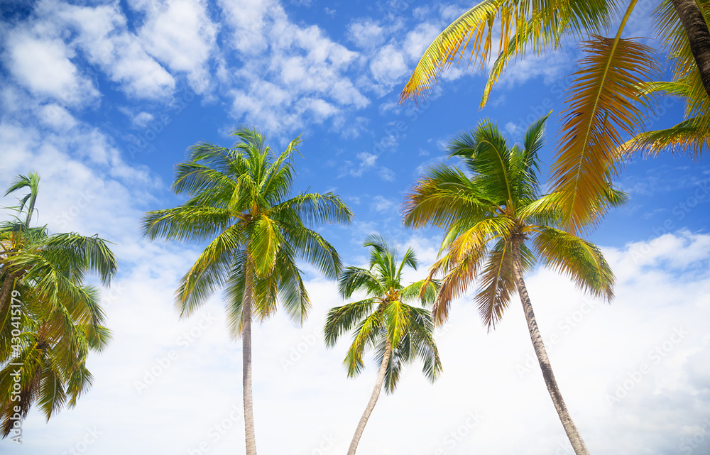 Closeup of palm trees against blue sky. Vacation in Dominicana. Relax