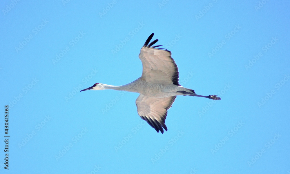 white storks were flying flapping their wings in the blue sky white storks were flying flapping their wings in the blue sky