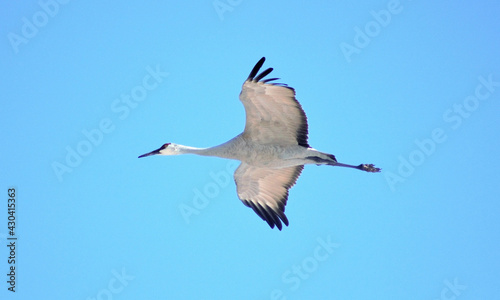 white storks were flying flapping their wings in the blue sky