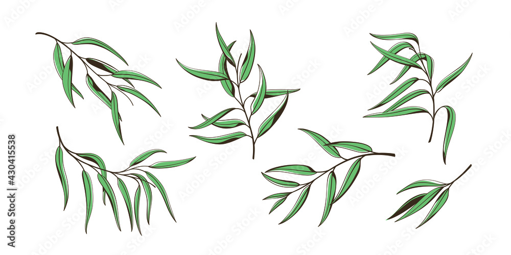 Fototapeta premium Set of eucalyptus branch. Flat contour vector illustration.