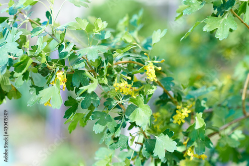 Ribes aureum, small yellow inflorescences, strewn with thin branches of the bush. Blurred background