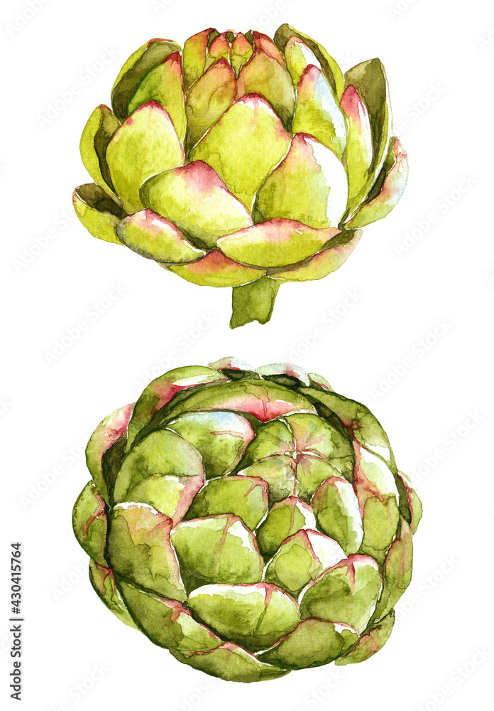 Obraz premium Hand drawn watercolor illustration of artichokes isolated on white background