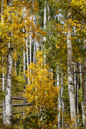 Aspen forest and Autumn scenery in Kebler Pass  Gunnison County  Colorado  USA
