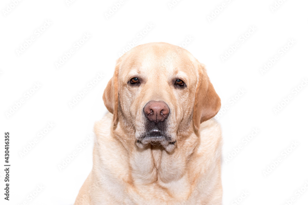 Retrato de un perro labrador sobre fondo blanco Retrato de un perro labrador sobre fondo blanco