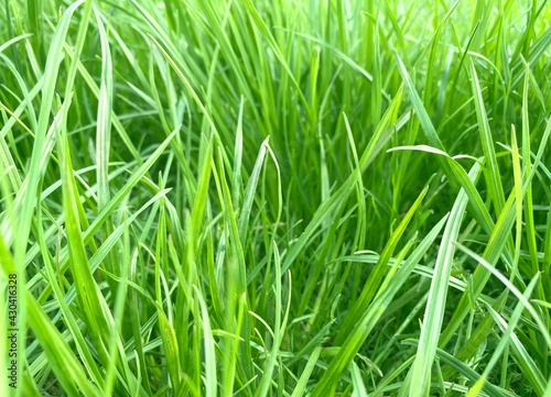 Green grass background. Green grass spring meadow background. Fresh spring lawn. Green herbs on pasture. Blade of grass. Putting green.