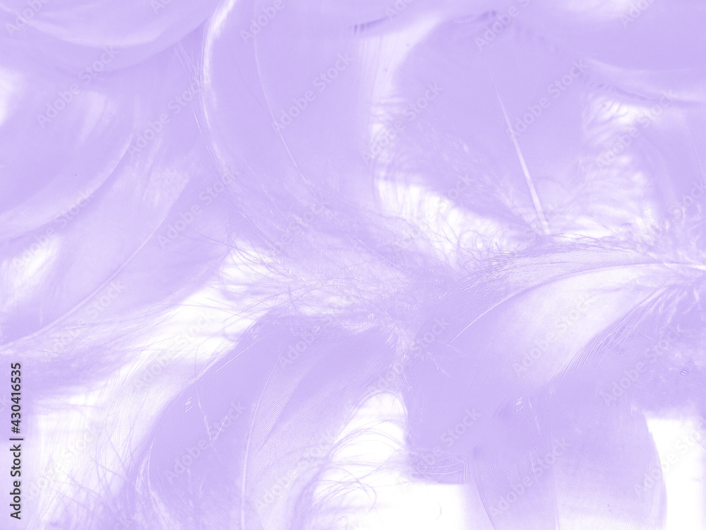Beautiful abstract purple feathers on white background, black feather texture on dark pattern and purple background, colorful feather wallpaper, love theme, valentines day, light purple gradient