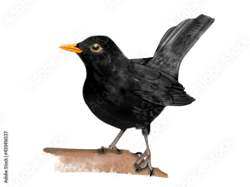 Foto Amsel, blackbird