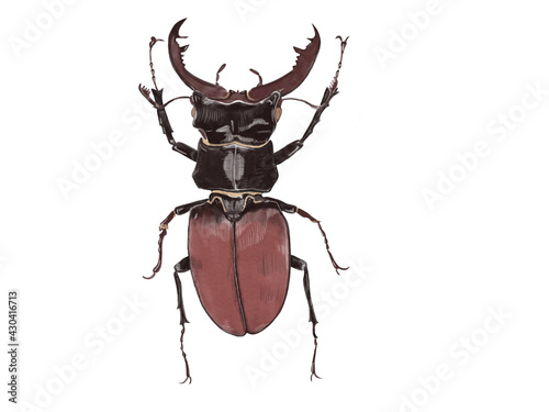 Hirschhornkäfer, beetle