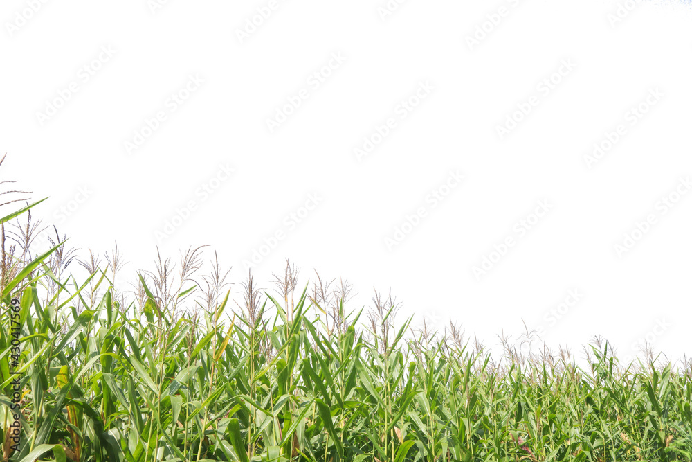 Obraz premium corn plant in the garden is ready to be harvested. Agriculture for the food industry Isolated on white background