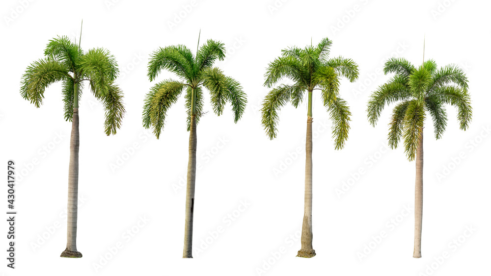 Obraz premium four palm tree on a white background