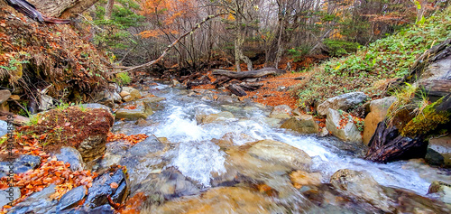 stream  that  runs  down  the  mountain  and  into  the  forest