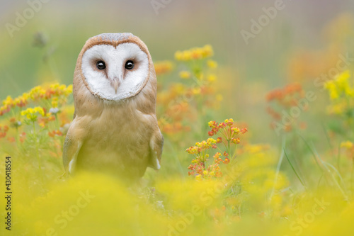 Fine art portrait of Barn owl in spring season (Tyto Alba)