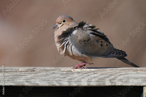 Mourning doves in windy day with plumage blowing up as in bad hair day on spring overcast day