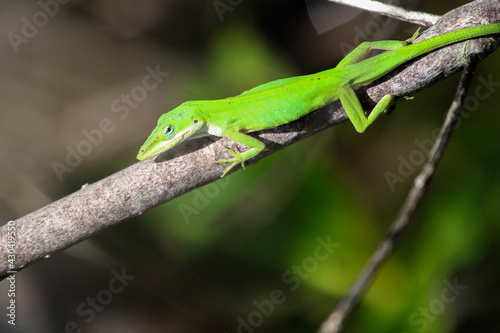 Green Anole Lizard in Florida