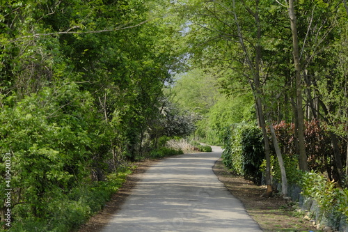 Country Road in spring