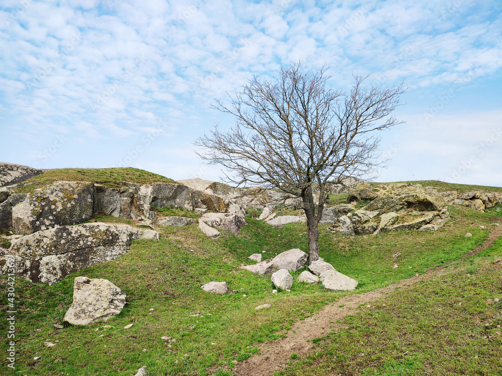 Dried tree on spring green grass, stone and blue cloudy sky background
