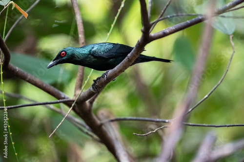 Asian Glossy Starling photo