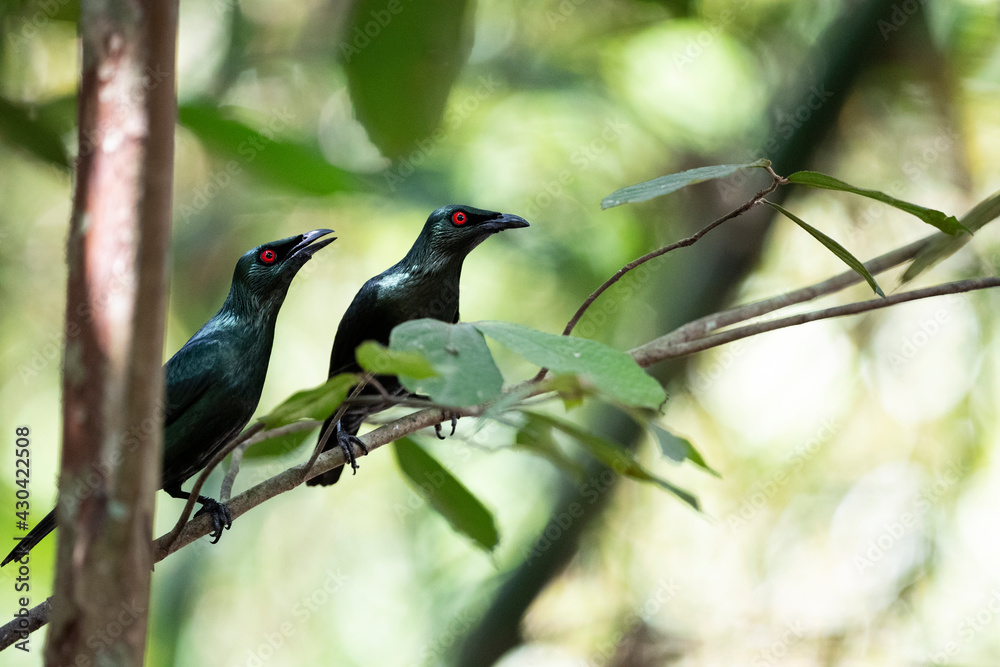 Fototapeta premium Asian Glossy Starling
