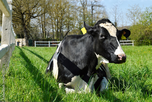 A dairy cow lying in a field. It is a Holstein Friesian breed cow used for the dairy industry. 
