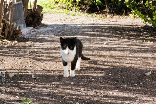 Gatitos en libertad