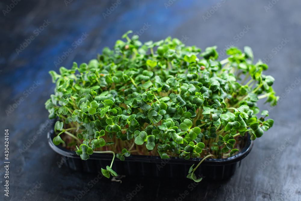microgreen salad raw eating mustard herbs basil fresh radish cooking snack trend meal copy space food background rustic. top view vegan or vegetarian food microgreen salad raw eating mustard herbs basil fresh radish cooking snack trend meal copy space food background rustic. top view vegan or vegetarian food