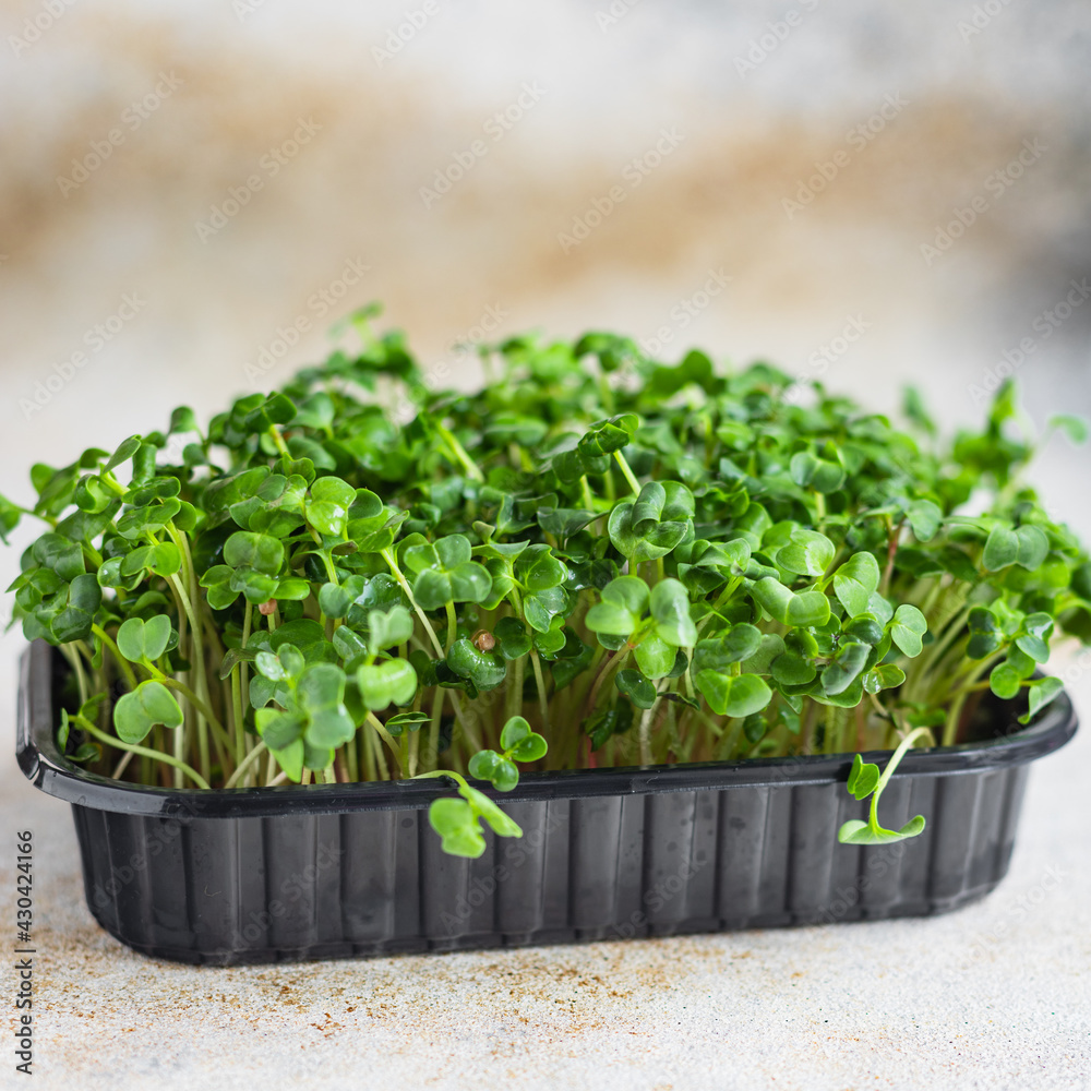microgreen salad raw eating mustard herbs basil fresh radish cooking snack trend meal copy space food background rustic. top view vegan or vegetarian food microgreen salad raw eating mustard herbs basil fresh radish cooking snack trend meal copy space food background rustic. top view vegan or vegetarian food