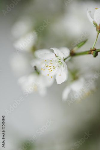 Photo of a white bouquet of cherry branches in blossom period with wonderfull white flowers and fresh green leaves in white glass vase on a white table in minimalistic style home design indoors spring
