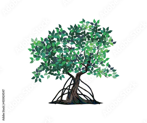 mangrove tree vector illustration isolated on white
