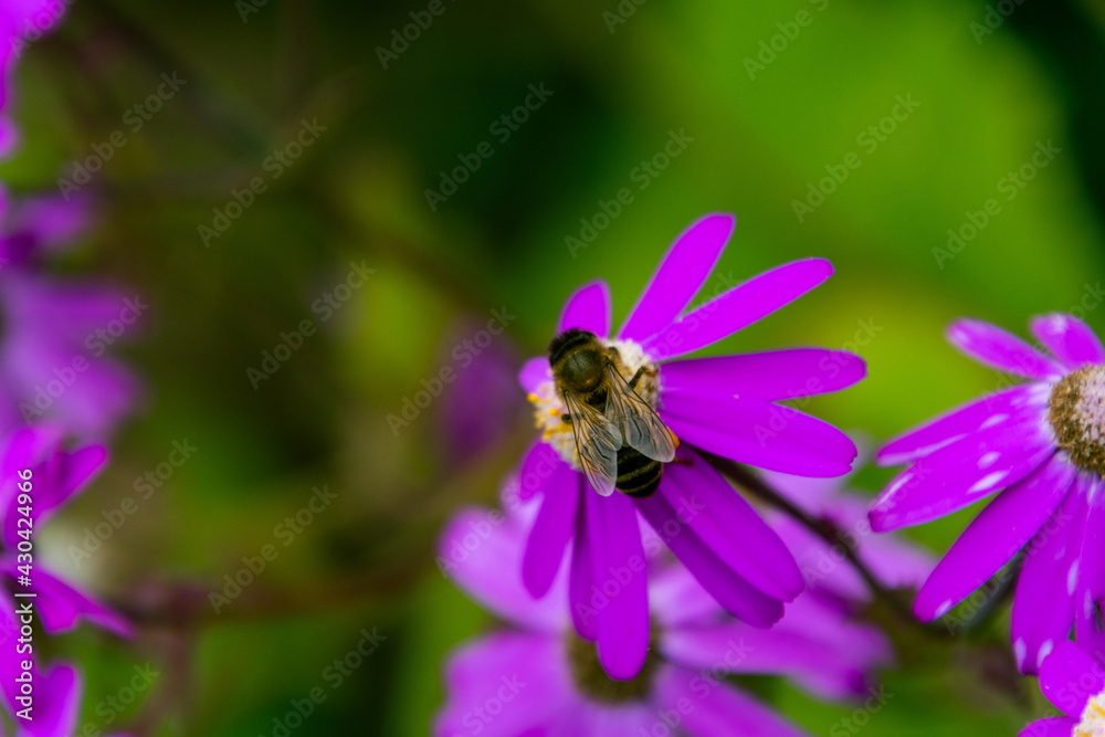 Senecio elegans con abeja posada pertenece a la familia Asteraceae