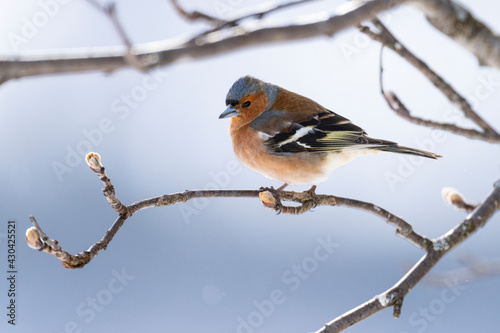 The Common chaffinch or simply the chaffinch (Fringilla coelebs)