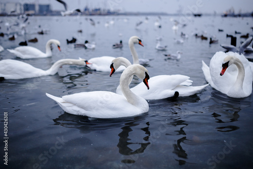 White swan in dark blue water. Horizontal view on the Odessa city background.