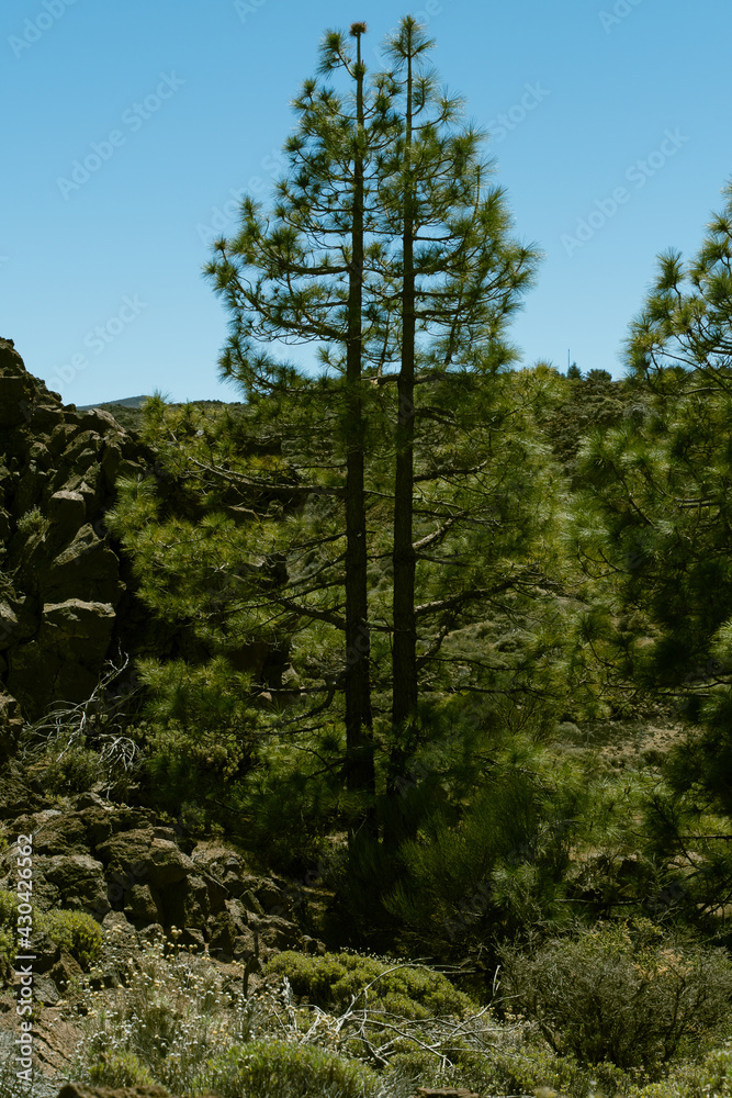 Fototapeta premium Pinus sp perteneciente a la familia Pinaceae