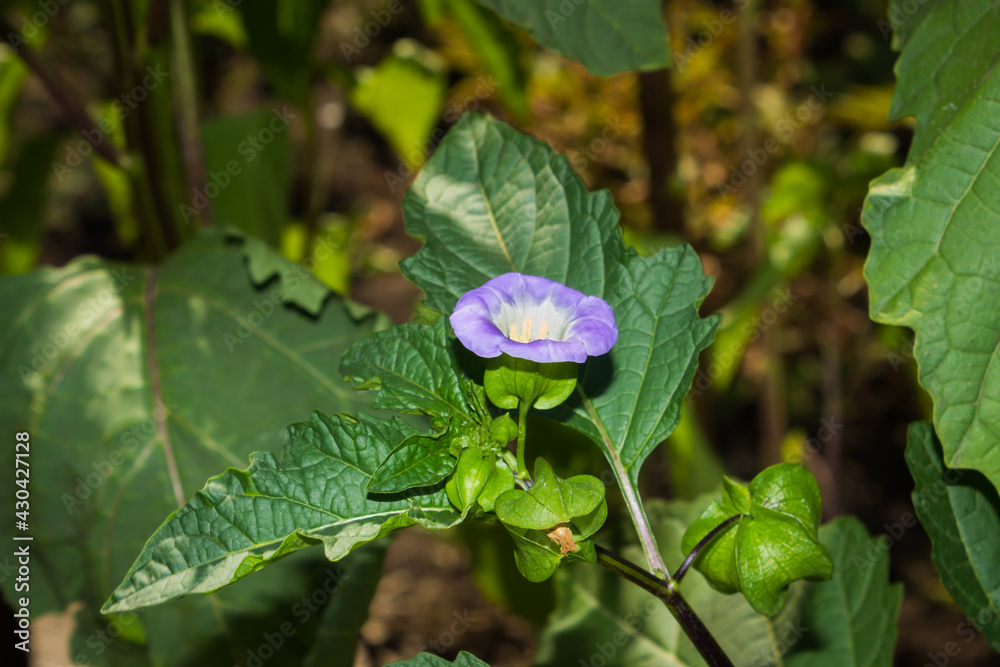 Nicandra physalodes, of the family Solanaceae. Nicandra physalodes, of the family Solanaceae.
