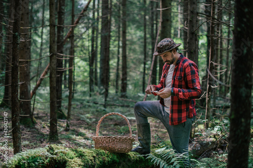 A young male mushroom picker with a large basket looks for  collects mushrooms in the forest.