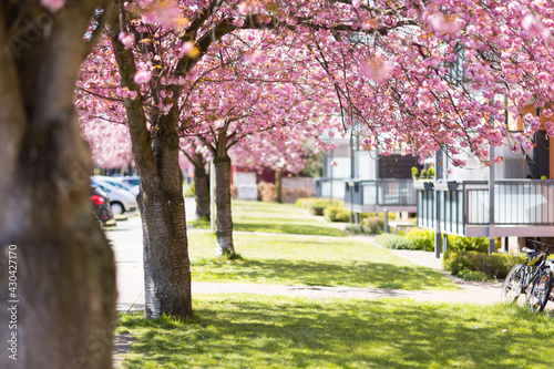 Pinkfarbene Kirschbaumbl  te im April