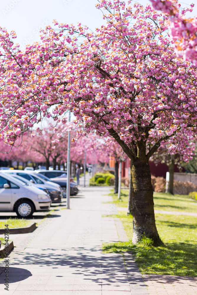 Pinkfarbene Kirschbaumblüte im April