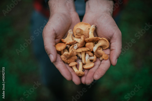 Seasonal picking of edible mushrooms in the forest. Male hands hold a handful of cut chanterelles. photo